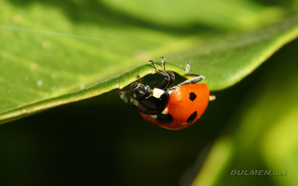 Ladybug (Coccinella septempunctata)